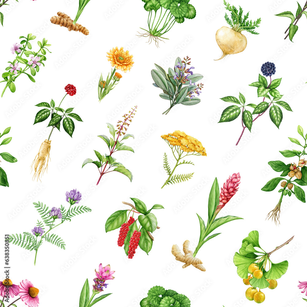 Medicinal herbs and plants seamless pattern. Watercolor illustration. Hand drawn medical herb seamless pattern. Ginseng, gotu kola, echinacea, calendula, maca, ashwagandha, maca on white background