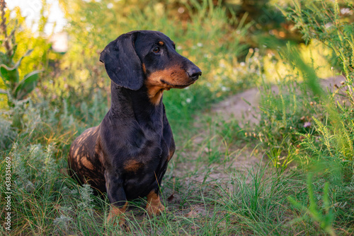 black dachshund. eyes and muzzle of a dachshund. a small dog. hunting dog. low and long dog. muzzle and mustache.