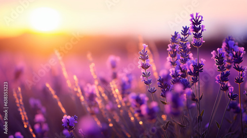 Beautiful lavender meadow at sunset © franklin