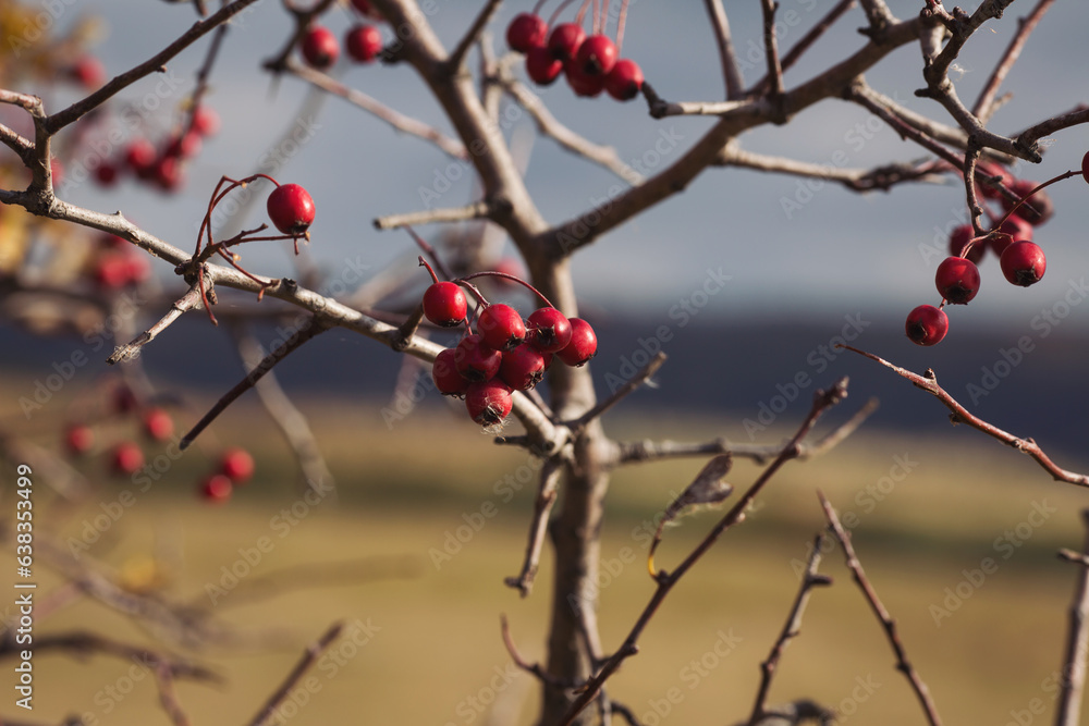 The hawthorn berries of late autumn. Romantic autumn still life with hawthorn. Wrinkled berries of hawthorn on a bush on late Fall. Red rosehip berries on the branches. Red berries. Medicinal plants. The hawthorn berries of late autumn. Romantic autumn still life with hawthorn. Wrinkled berries of hawthorn on a bush on late Fall. Red rosehip berries on the branches. Red berries. Medicinal plants.