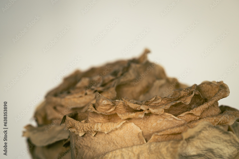 macro of a dried white rose macro of a dried white rose