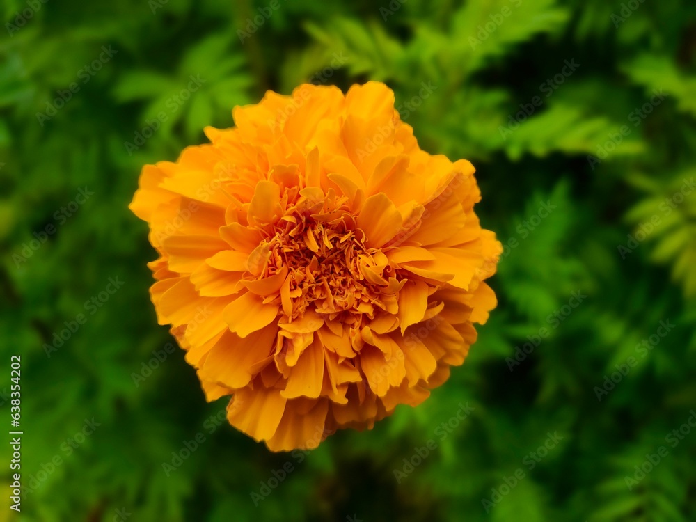 flower, Beautiful, nature ,ดอกไม้ ,ดอกไม้สวยๆ flower, Beautiful, nature ,ดอกไม้ ,ดอกไม้สวยๆ