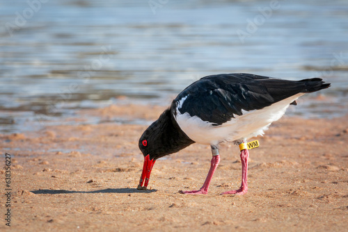 Oystercatcher feeding on the flats, tagged and rings on legs for identification. Natural habitat.
