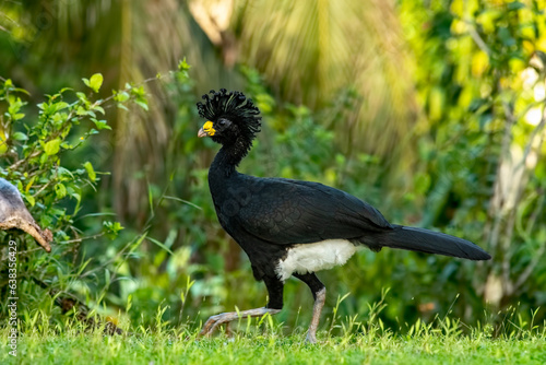 Obraz na płótnie Black curassow. Also known as the flat-billed curassow and the crested curassow, the black curassow is a species of bird in the family Cracidae, chachalacas, guans, and curassows. w salonie