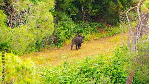 Forest Roamer A Wild Boar s Haven