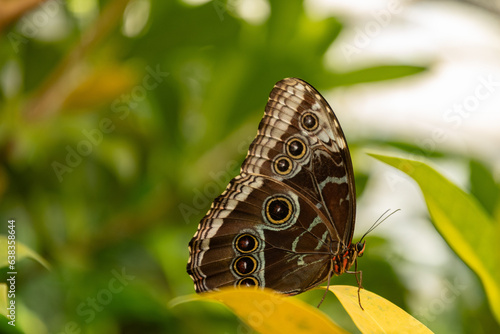 Butterfly in a tropical house in Mainau in Germany
