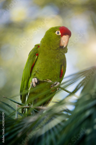 Red-crowned Amazon (Amazona viridigenalis)