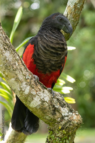 Pesquet's Parrot photo