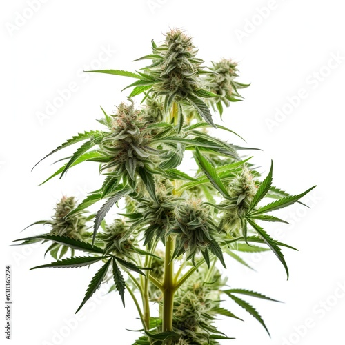 Cannabis Plants, Growing Marijuana, Close-ups of Cannabis Trees and Growth, Cannabis Buds, PNG, Photo, © Alina Young