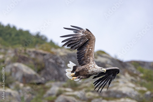 The sea eagle is Northern Europe's largest nesting bird of prey and the fourth largest of the world's eagles,Nordland county,Norway