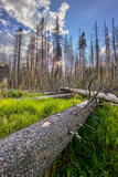 NPR Rejvíz. Beautiful sunset in a misty larch forest in the background with green grass, lake, fallen trees. Premium landscape scene from pure nature, Hrubý Jeseník, High Ash Mountains, Czech Republic