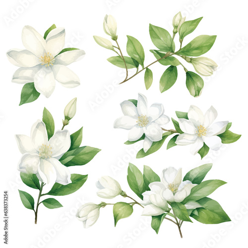 Watercolor set of jasmine flower collection, vector illustration isolated on white background