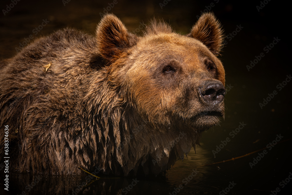 Brown bear in the nature looking habitat. Wild animals portrait. Ursus arctos. Beautiful and rare animal. Brown bear in the nature looking habitat. Wild animals portrait. Ursus arctos. Beautiful and rare animal.