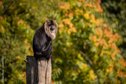 Lion tailed macaque with amazing background. Portrait of wild animal. Amazing light condition with beautiful and rare animal. Macaca silenus. © photocech