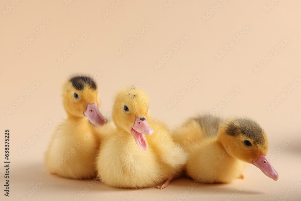 Baby animals. Cute fluffy ducklings on beige background