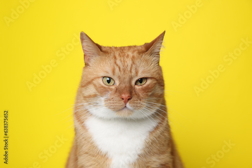 Cute ginger cat on yellow background. Adorable pet