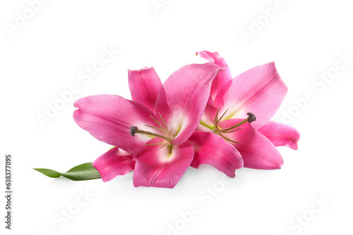 Beautiful pink lily flowers isolated on white