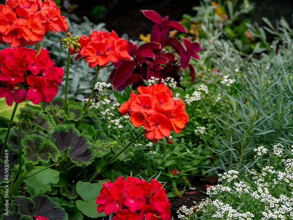 Red beautiful geranium and other plants bloom in the flower bed. Floral colorful summer background. Red beautiful geranium and other plants bloom in the flower bed. Floral colorful summer background.