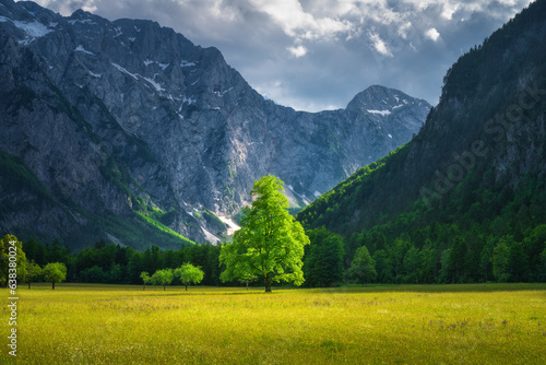 Alone tree in green alpine meadows in mountains at sunset