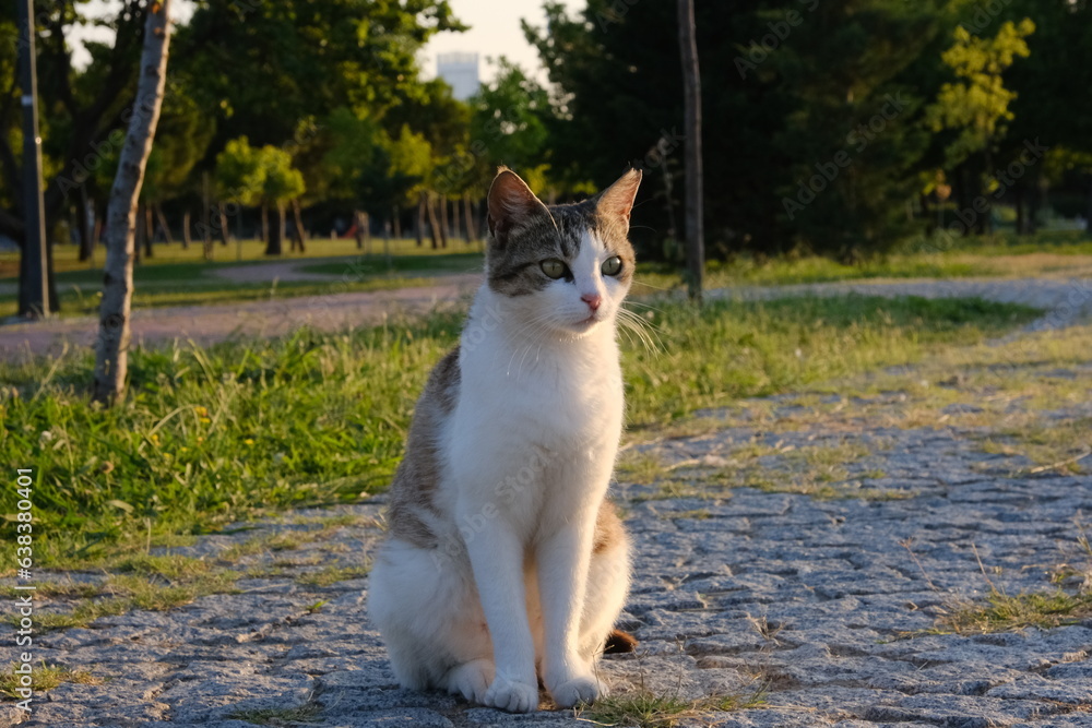 cat in the park