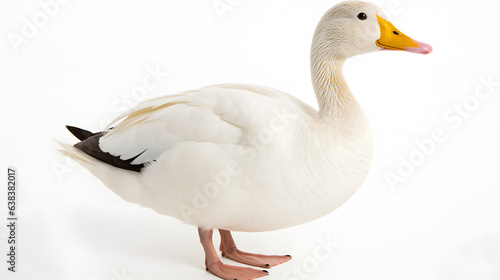 Duck on white background
