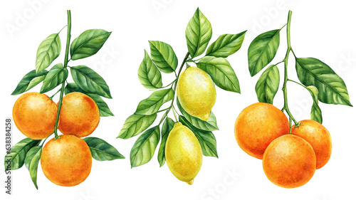 Obraz na płótnie Orange branch, lemon with green leaves on isolated white background, watercolor
