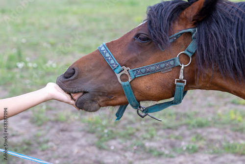 portrait of a horse