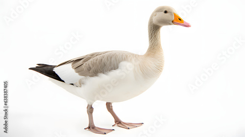 Goose on white background