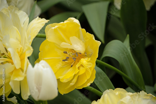Close up of tulips tulipa at Keukenhof gardens in Lisse Holland