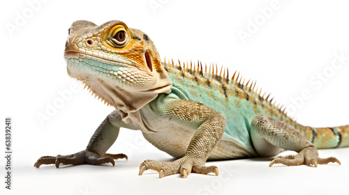Lizard on white background © Oleksandr