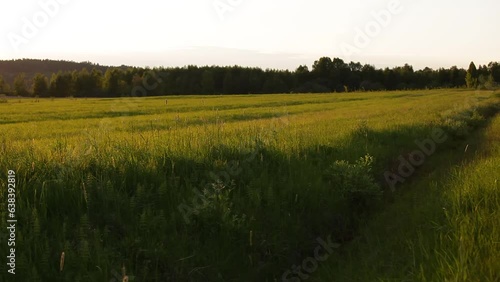Sunset in landscape with grass and trees, panning camera.
