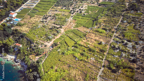 Beautiful, sloped vineyards of Peljesac peninsula, Croatia, at the town of Orebic, built on rough terrain, photographed by drone