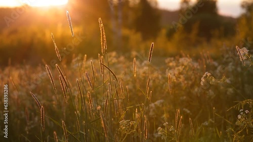 Grass in field in beautiful sunset light