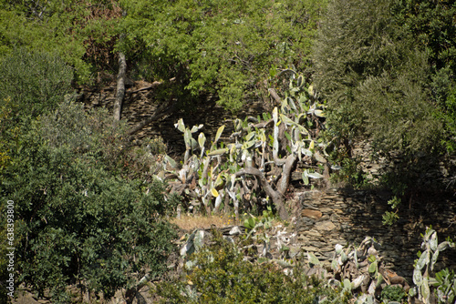 Landscape of insect infested Prickly pear opuntia cactus during summer in Catalonia