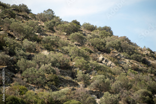 Landscape of a shrub covered mountain during summer in Catalonia