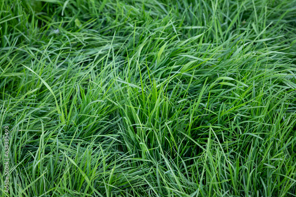 Green lawn, green grass, texture background. Close up shot focusing on green fresh grass