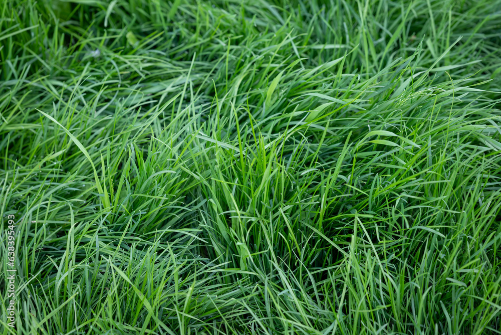 Green lawn, green grass, texture background. Close up shot focusing on green fresh grass Green lawn, green grass, texture background. Close up shot focusing on green fresh grass