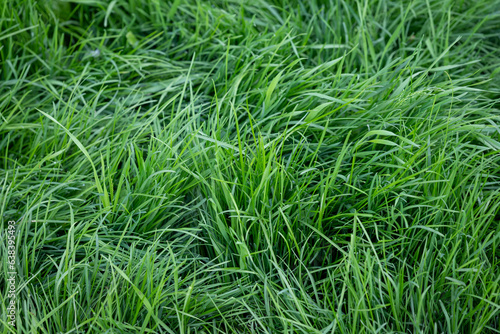 Green lawn, green grass, texture background. Close up shot focusing on green fresh grass