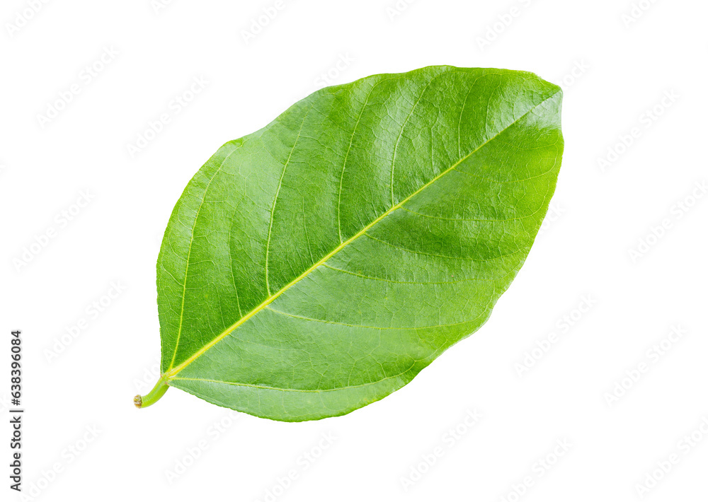 Obraz premium green leaf isolated on white