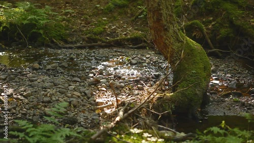 rippling stream in deciduous forest