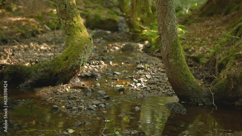 rippling stream in deciduous forest
