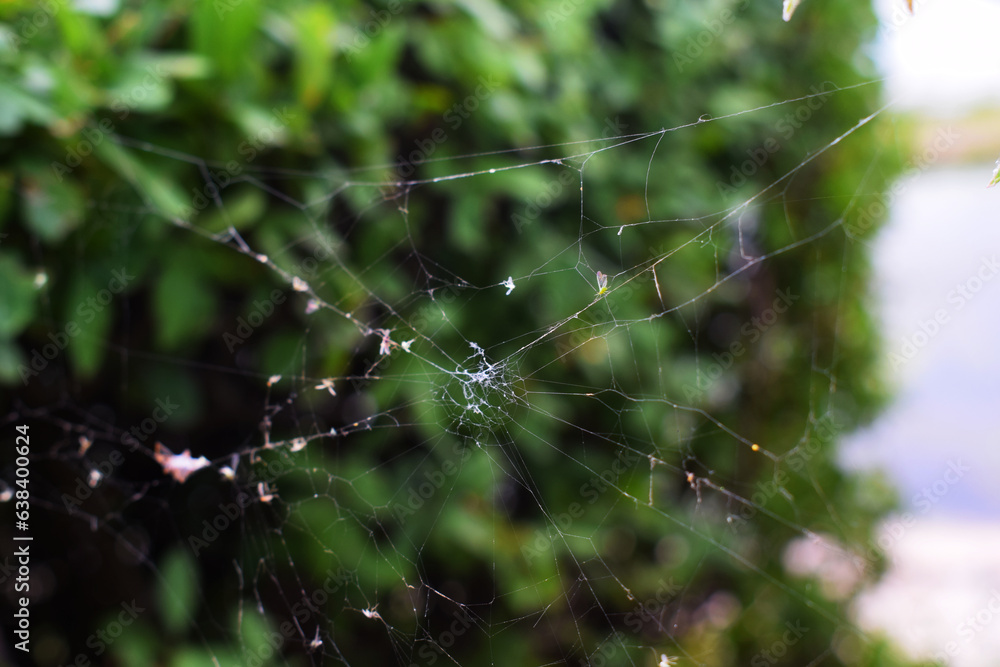 Delicate spider web covered in dewdrops showcases intricacy and natural beauty of outdoors.