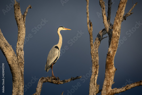 Grey heron on a branch