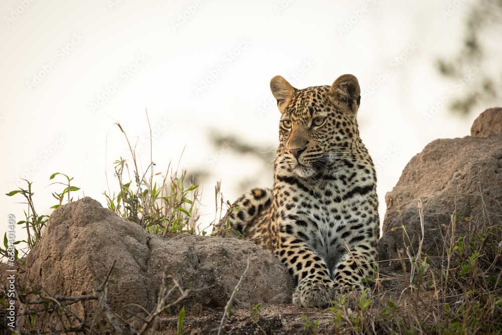 Obraz premium Leopard resting on a mound