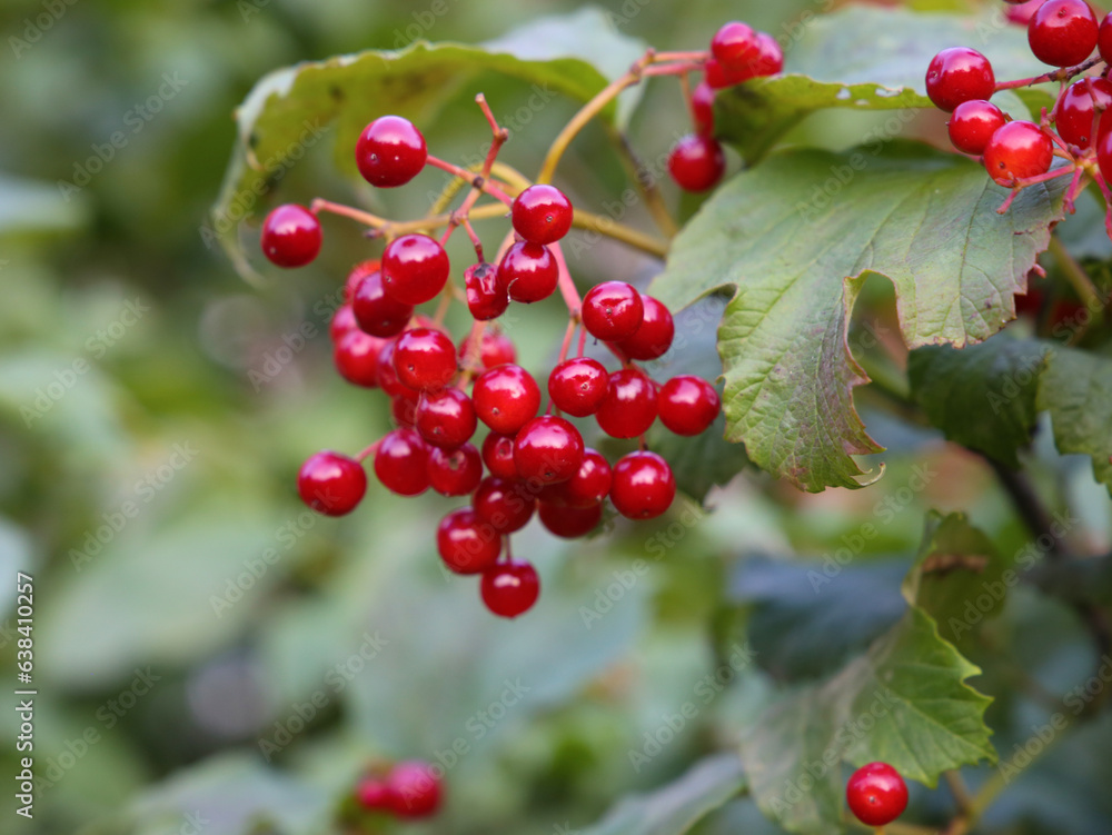 red ripe berries of Viburnum Opulus close up red ripe berries of Viburnum Opulus close up