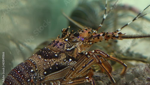 The crustacean cleaner sits in the corner