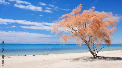 Sandy beach with tamarisk tamarix or salt cedar tree