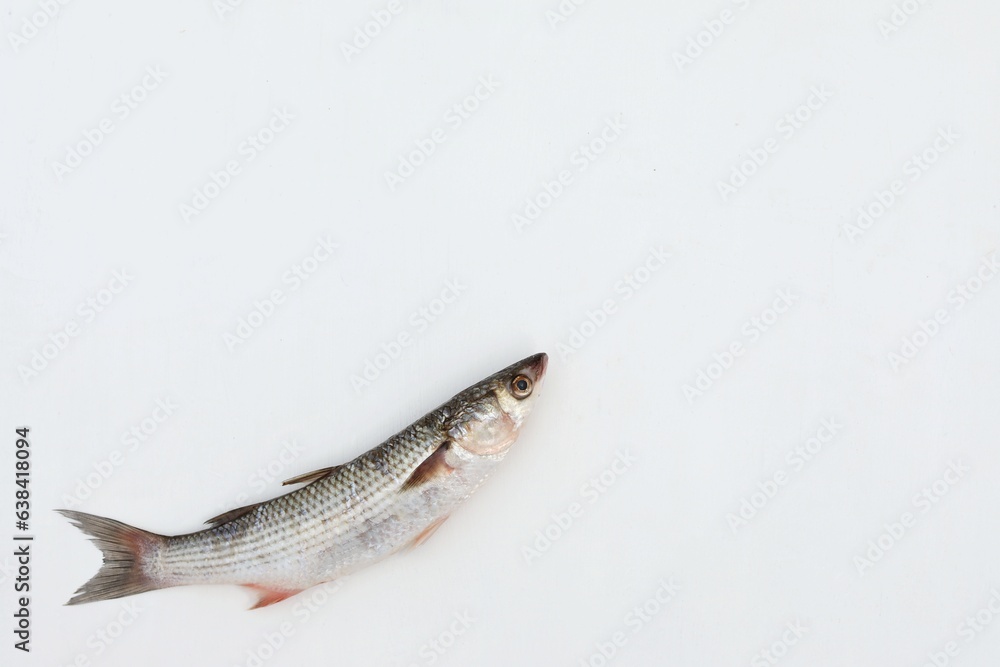 One fish on white background, mullet, sea fish, seafood, free space, place for text, top view