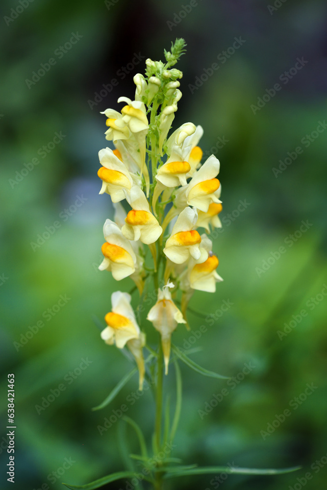 Linaria vulgaris blooms in the wild among grasses Linaria vulgaris blooms in the wild among grasses