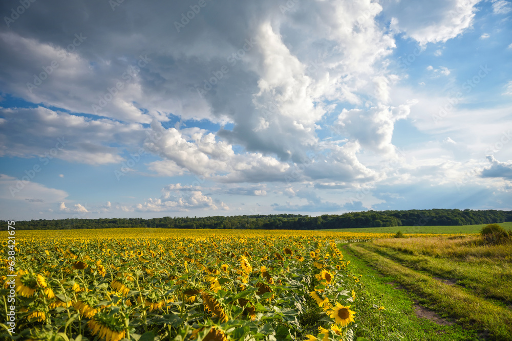 Obraz premium Summer landscape. Sunflower field with a road and sky with beautiful clouds